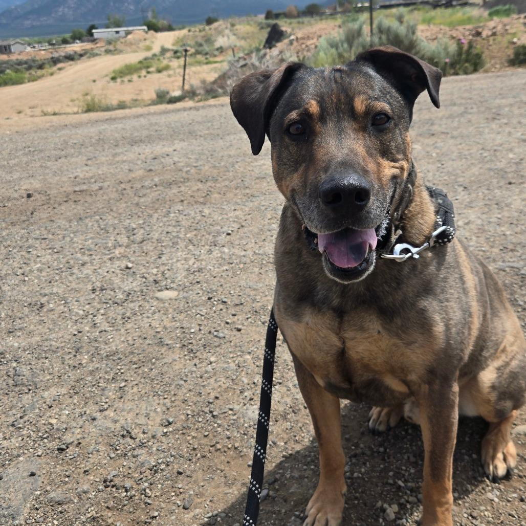 Jake, Adoptable, Senior Male Mixed Breed.