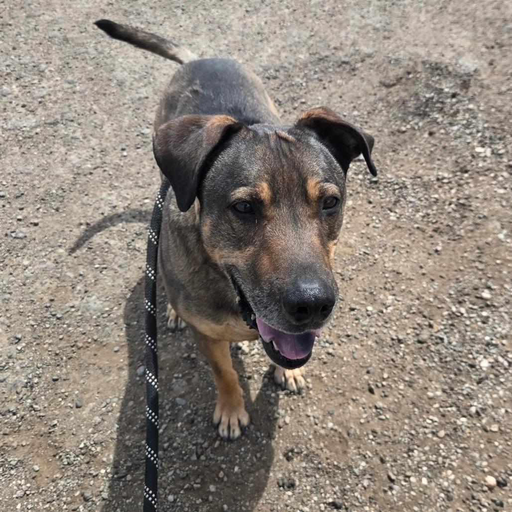 Jake, a Adoptable Mixed Breed in Taos, NM image 2/6
