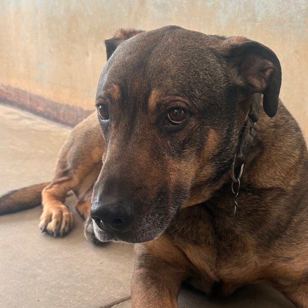 Jake, a Adoptable Mixed Breed in Taos, NM image 3/6