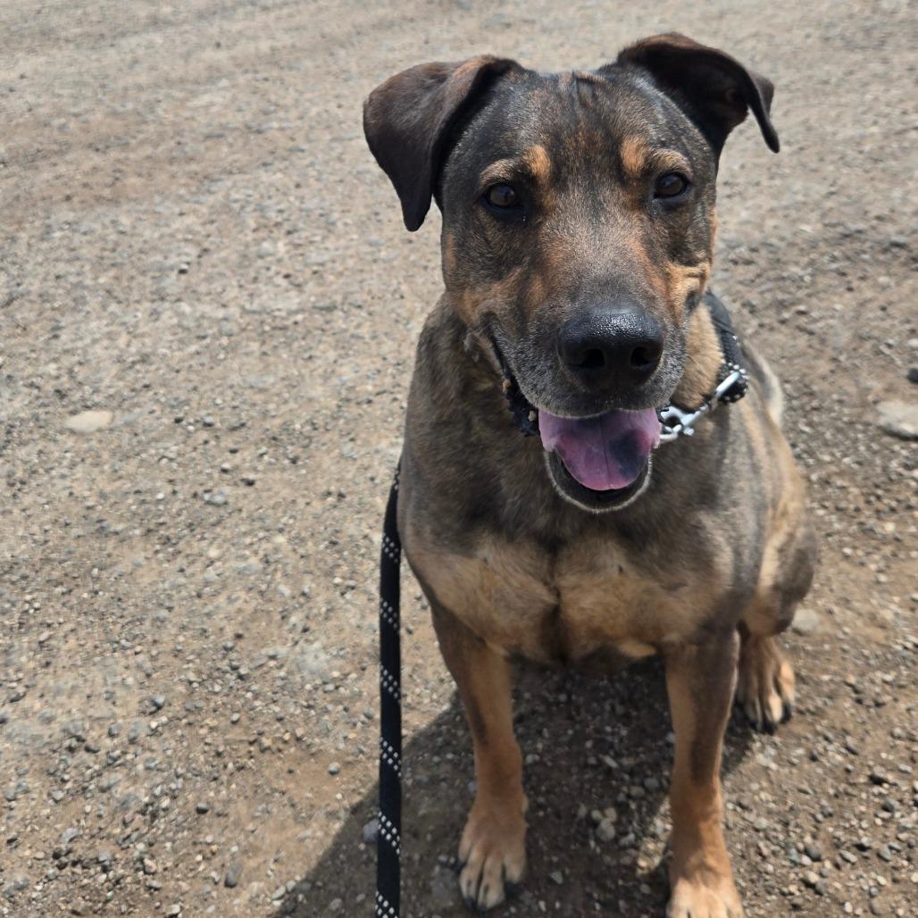 Jake, a Adoptable Mixed Breed in Taos, NM image 4/6