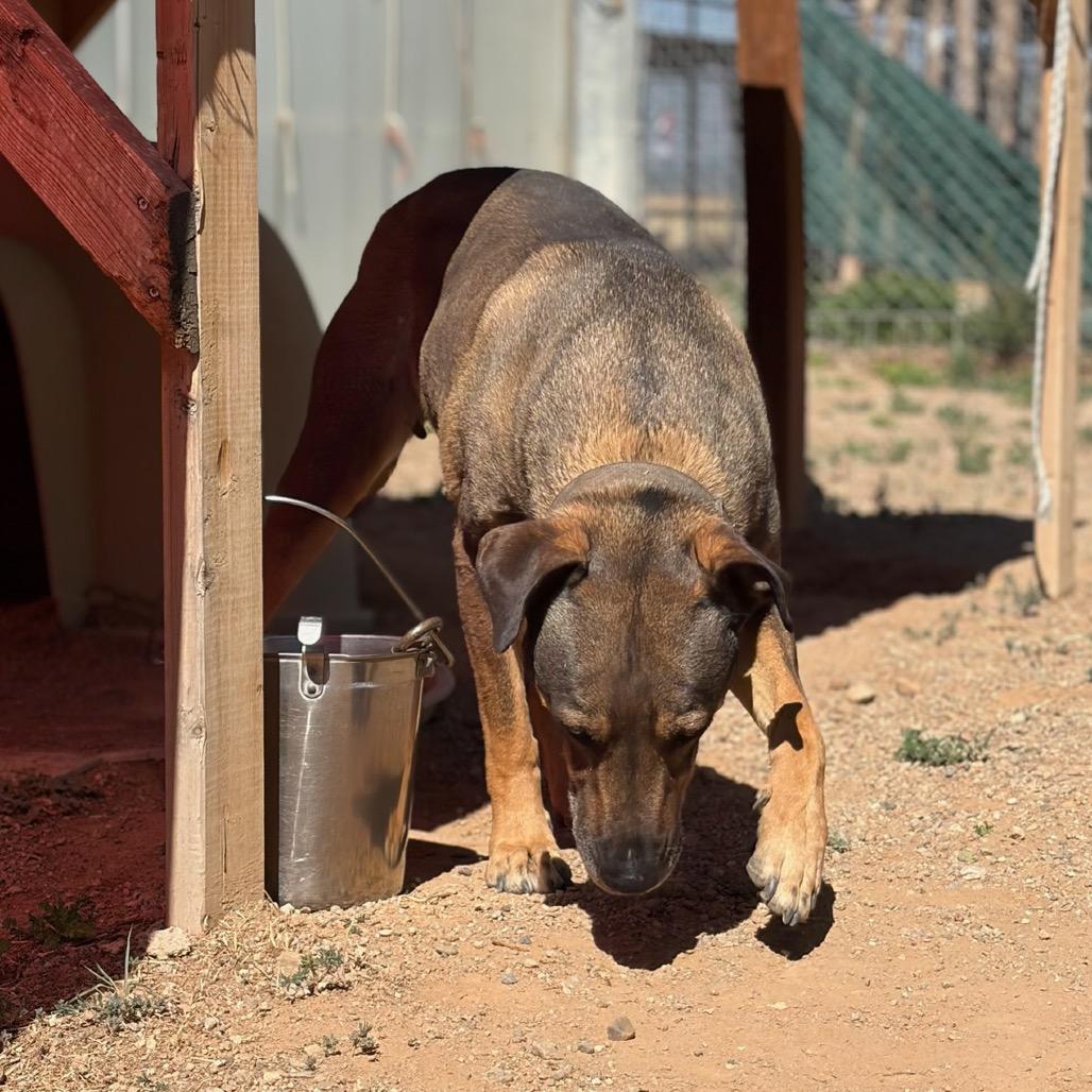 Enlarge Jake, a Adoptable Mixed Breed in Taos, NM image 3/5
