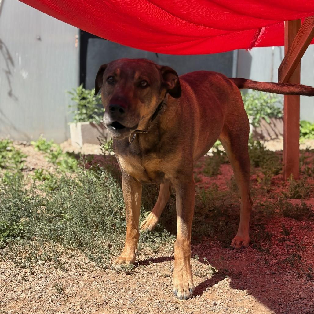 Enlarge Jake, a Adoptable Mixed Breed in Taos, NM image 4/5