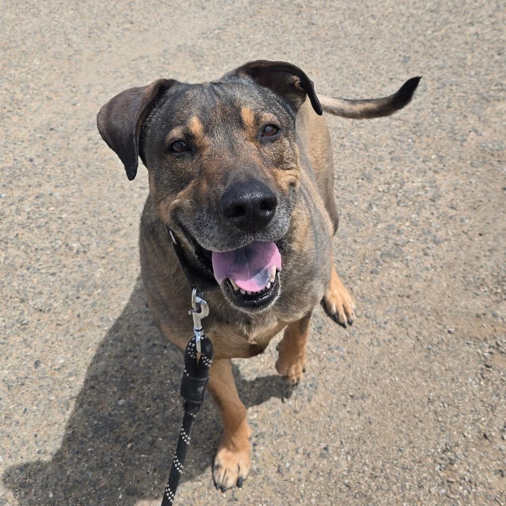 Jake, a Adoptable Mixed Breed in Taos, NM image 5/6