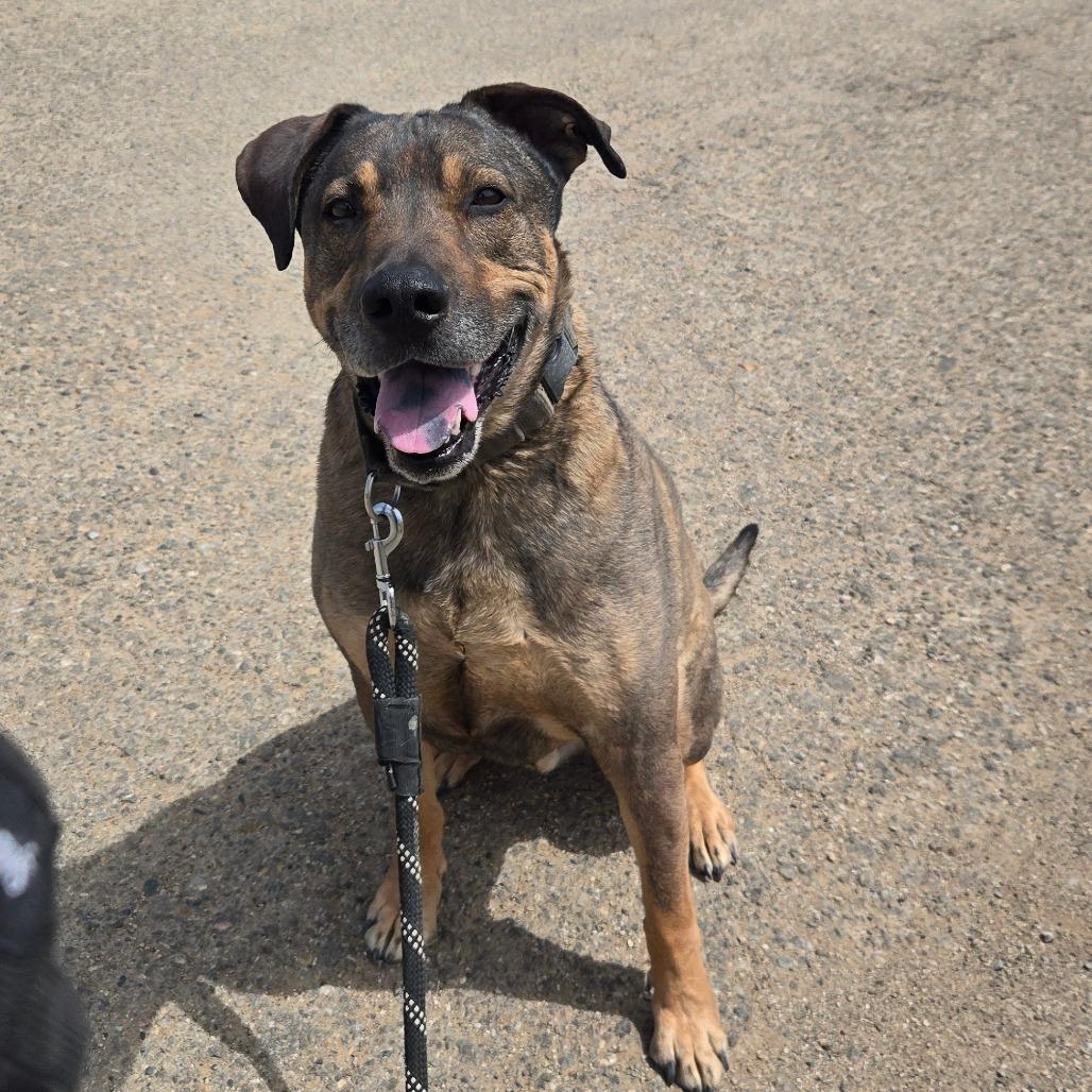 Jake, a Adoptable Mixed Breed in Taos, NM image 6/6