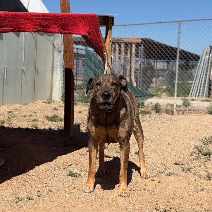 Enlarge Jake, a Adoptable Mixed Breed in Taos, NM image 5/5