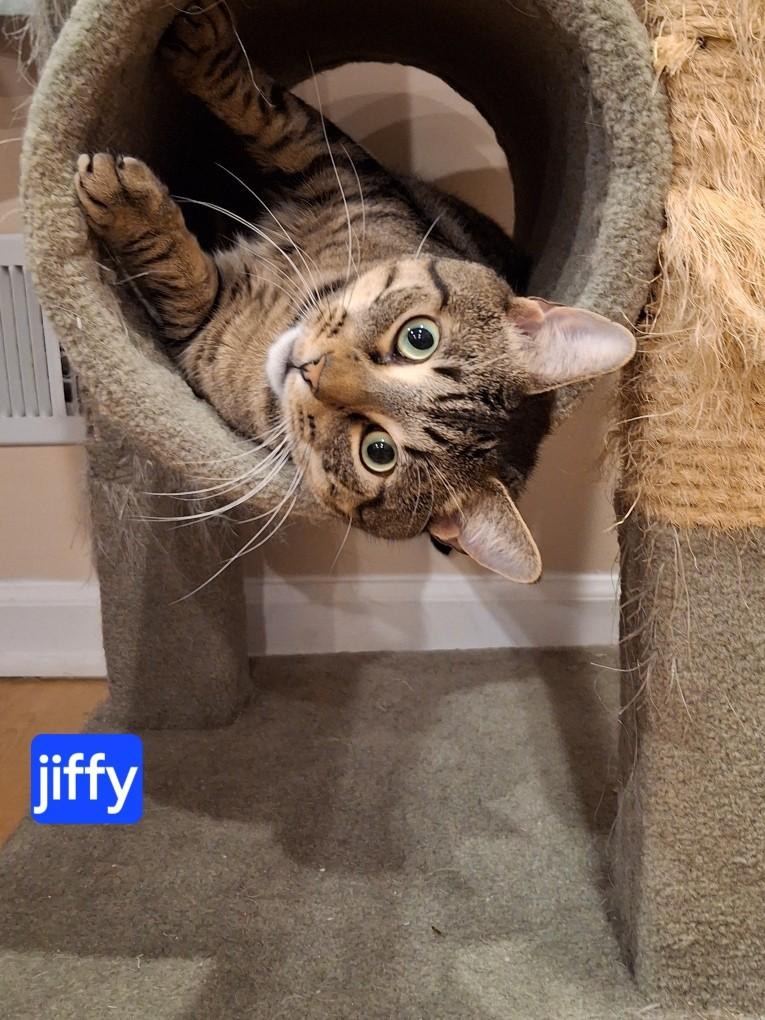 Enlarge Jiffy, a Adoptable Domestic Short Hair in Westfield, NJ image 1/3