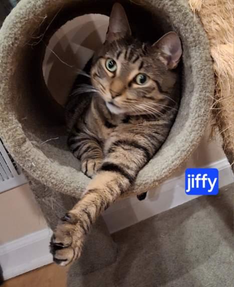 Enlarge Jiffy, a Adoptable Domestic Short Hair in Westfield, NJ image 2/3