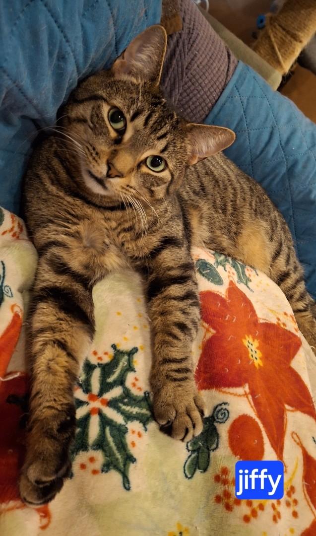 Enlarge Jiffy, a Adoptable Domestic Short Hair in Westfield, NJ image 3/3