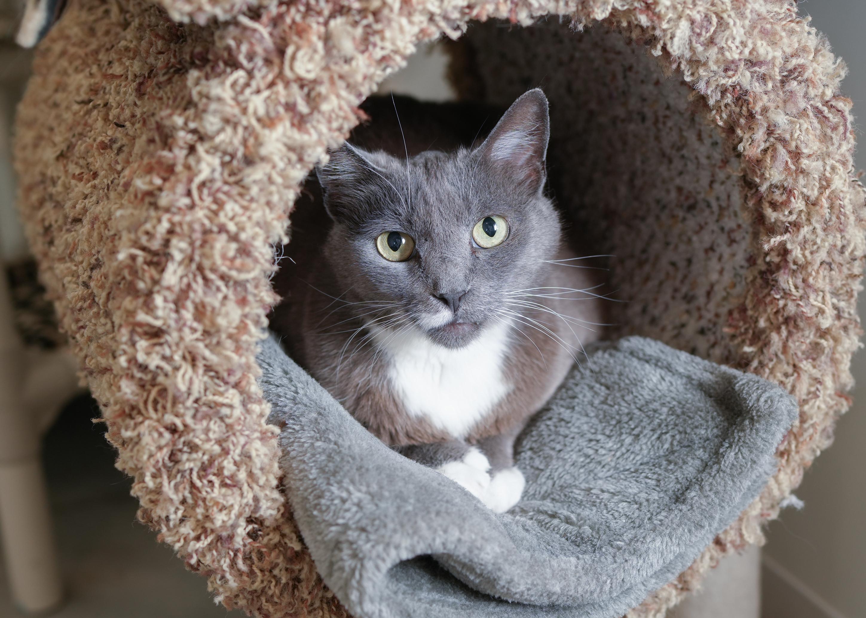 Phillamine, an adoptable Domestic Short Hair in Boise, ID, 83709 | Photo Image 1
