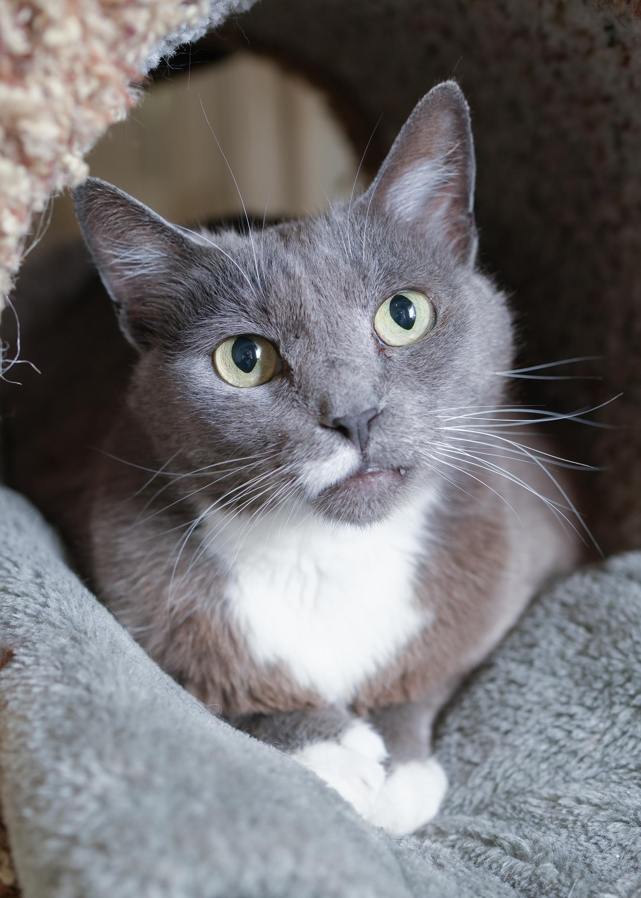 Phillamine, an adoptable Domestic Short Hair in Boise, ID, 83709 | Photo Image 2