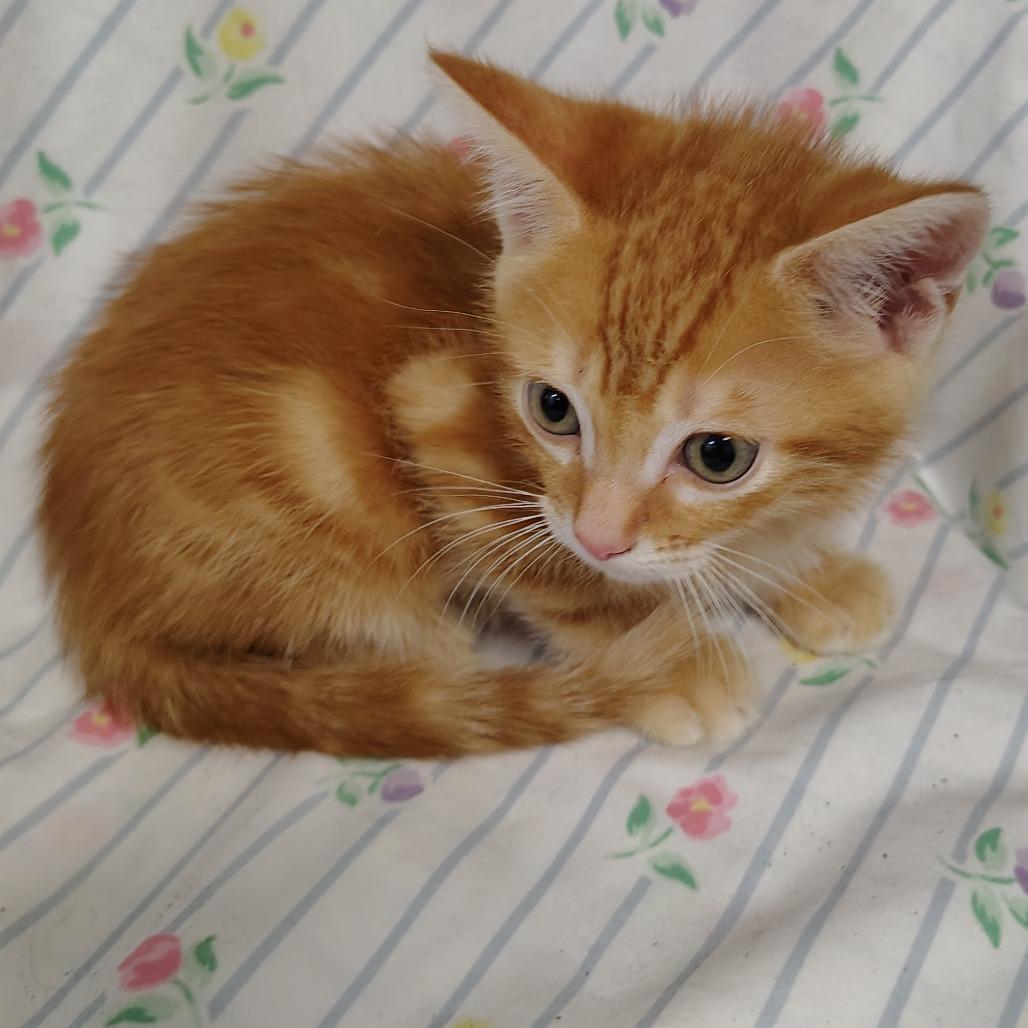 Atacama (tancollar), Adoptable, Kitten Male Domestic Short Hair.