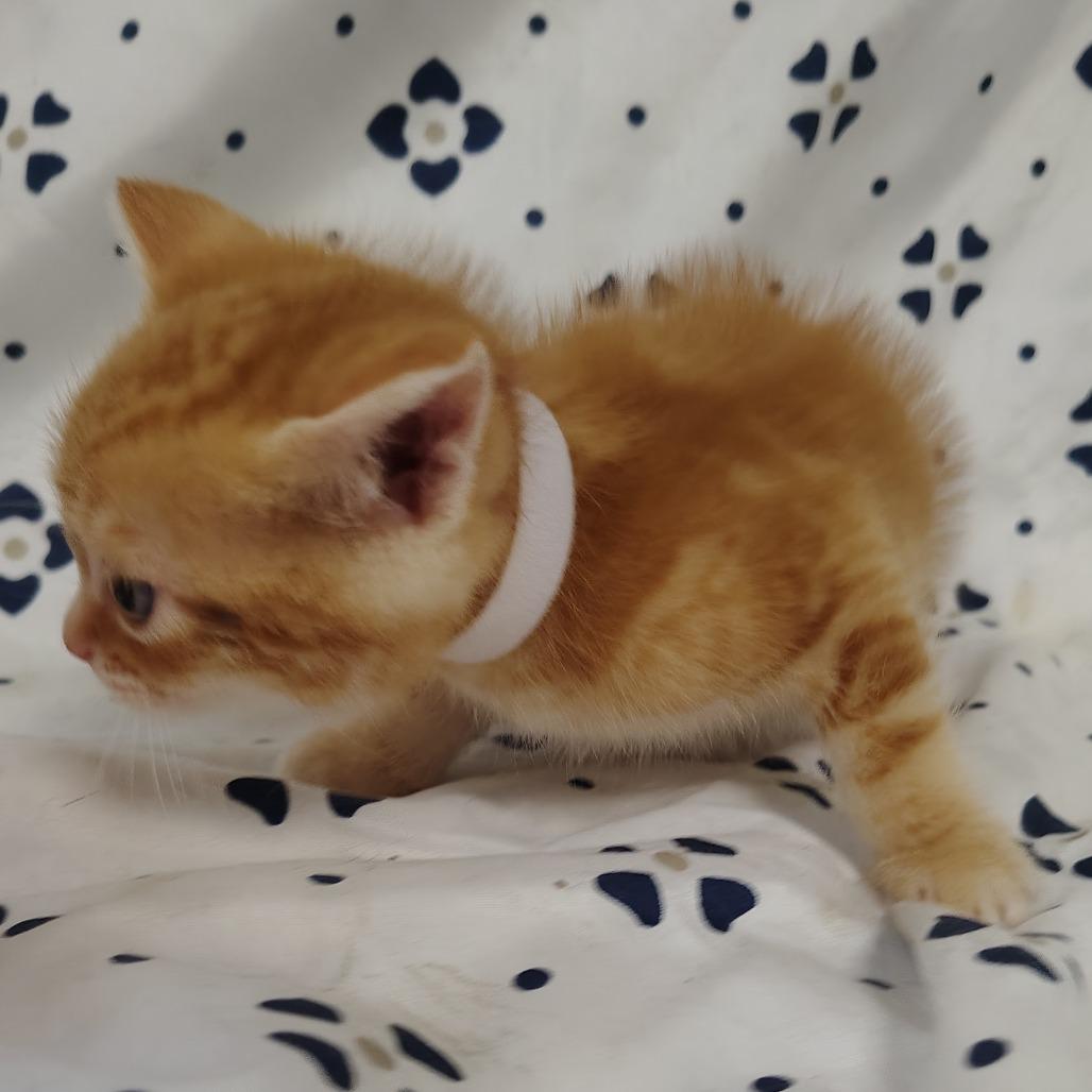 Enlarge Atacama (tancollar), a Adoptable Domestic Short Hair in Coos Bay, OR image 5/5