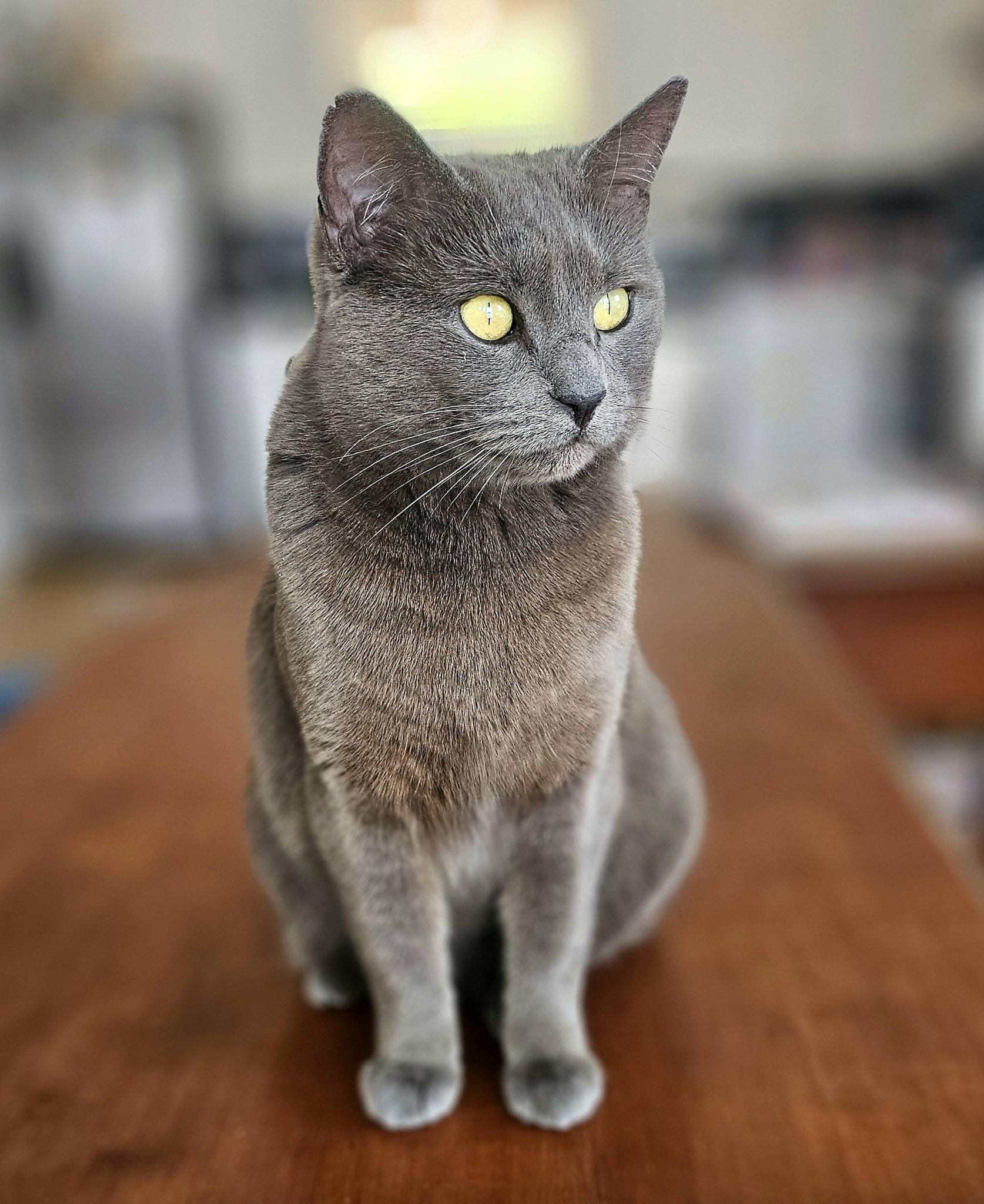 Violet, a ADOPTABLE Russian Blue in McDonough, GA image 2/4