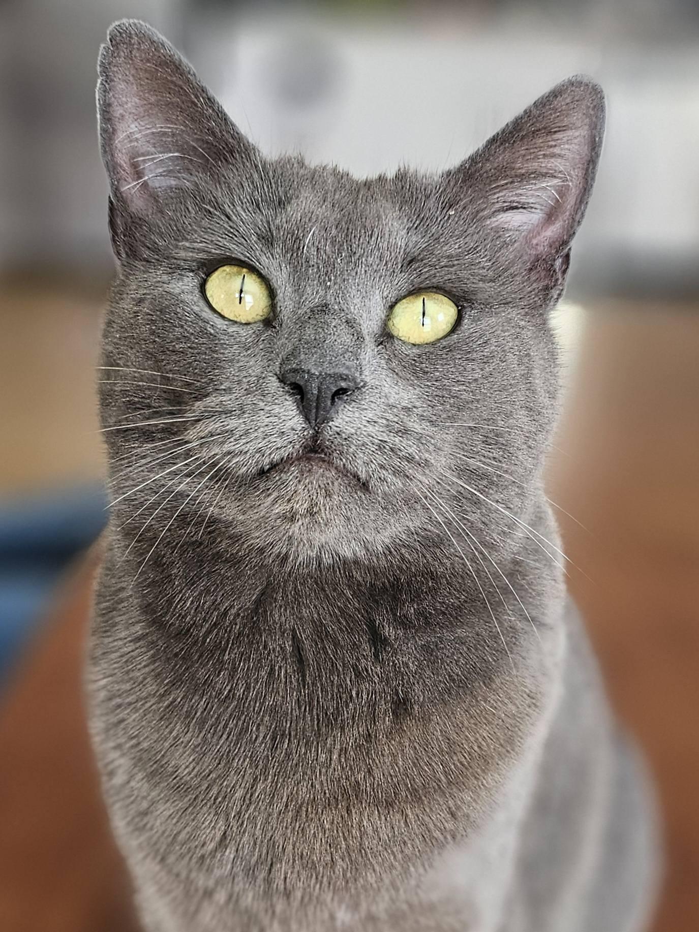 Violet, ADOPTABLE, Young Female Russian Blue.