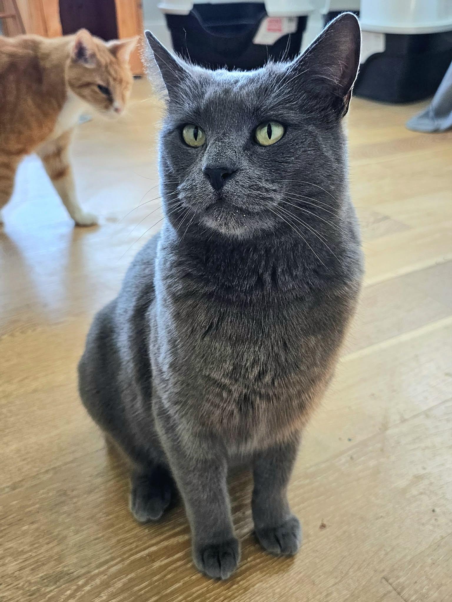 Enlarge Violet, a ADOPTABLE Domestic Medium Hair in McDonough, GA image 3/5