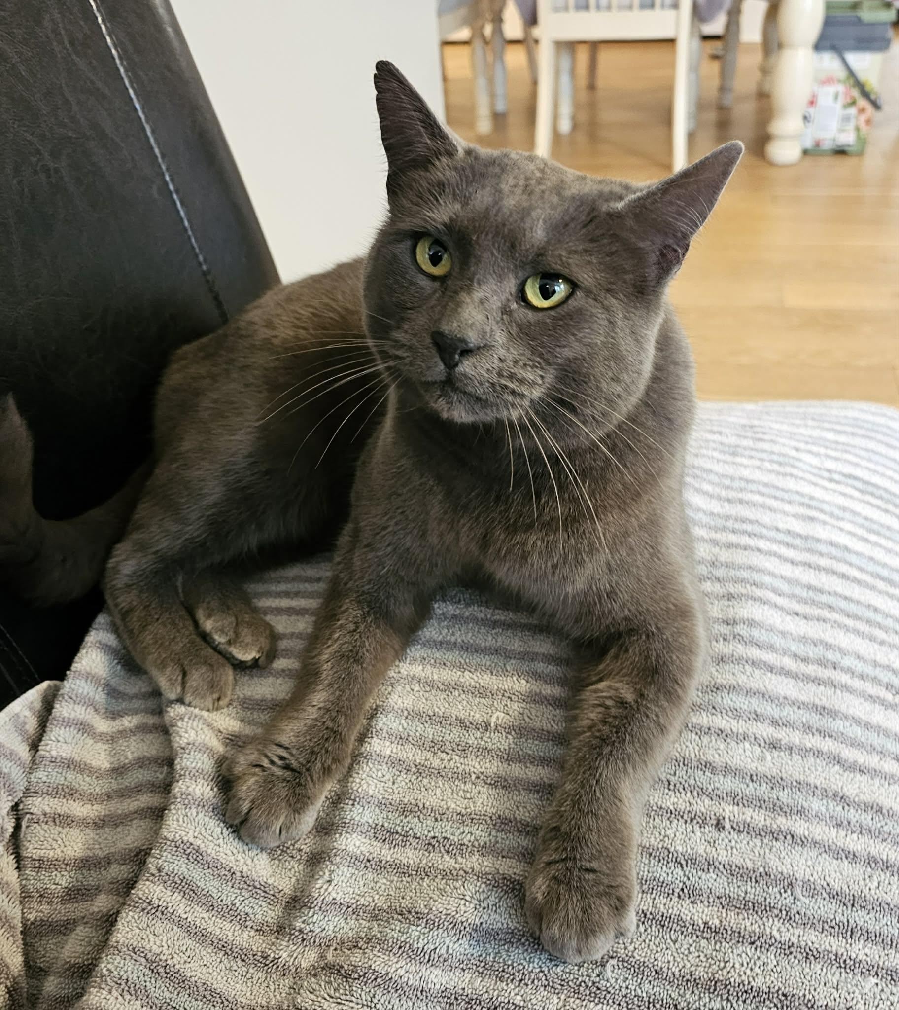 Violet, ADOPTABLE, Young Female Domestic Medium Hair.