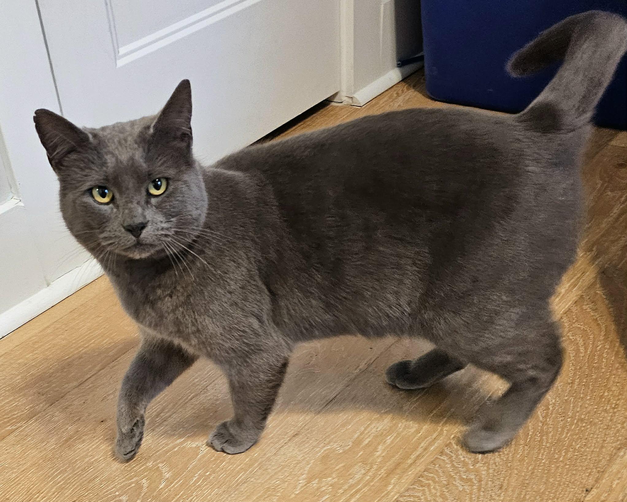Violet, a ADOPTABLE Domestic Medium Hair in McDonough, GA image 4/6