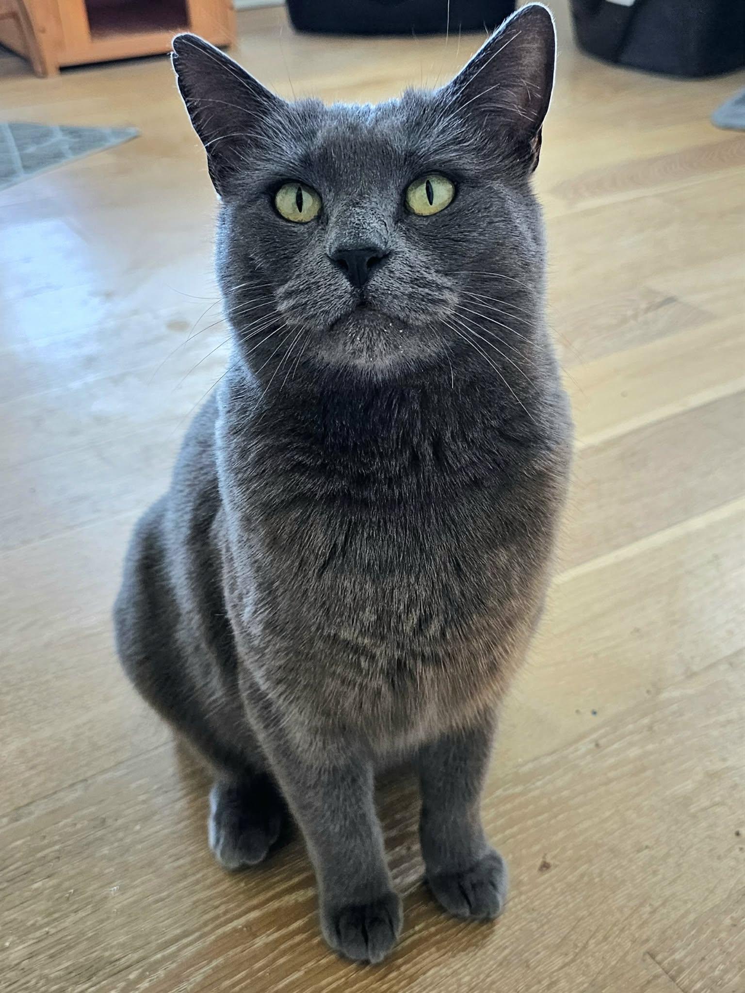 Violet, ADOPTABLE, Young Female Domestic Medium Hair.