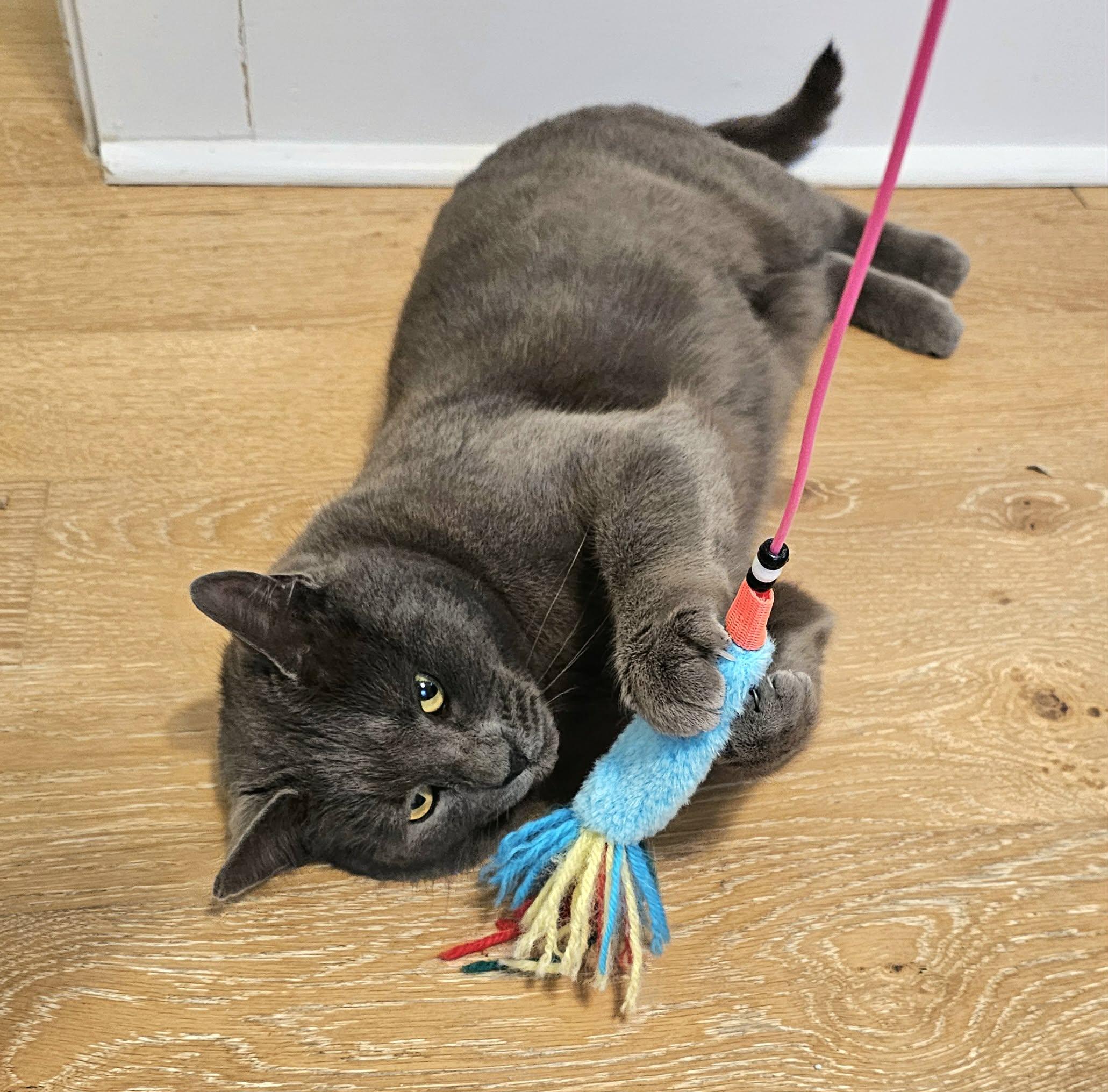 Violet, a ADOPTABLE Domestic Medium Hair in McDonough, GA image 5/6