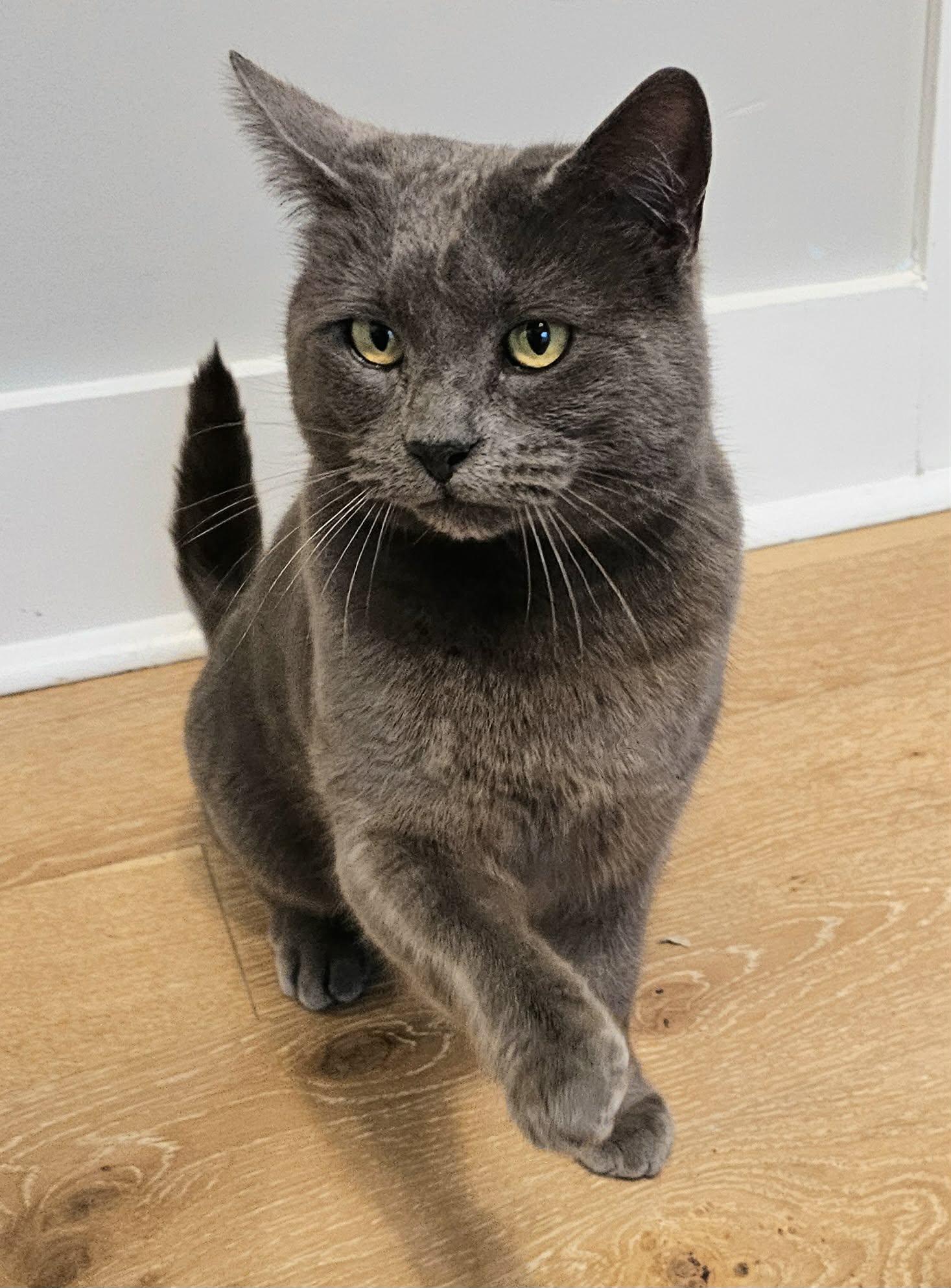 Violet, a ADOPTABLE Domestic Medium Hair in McDonough, GA image 6/6