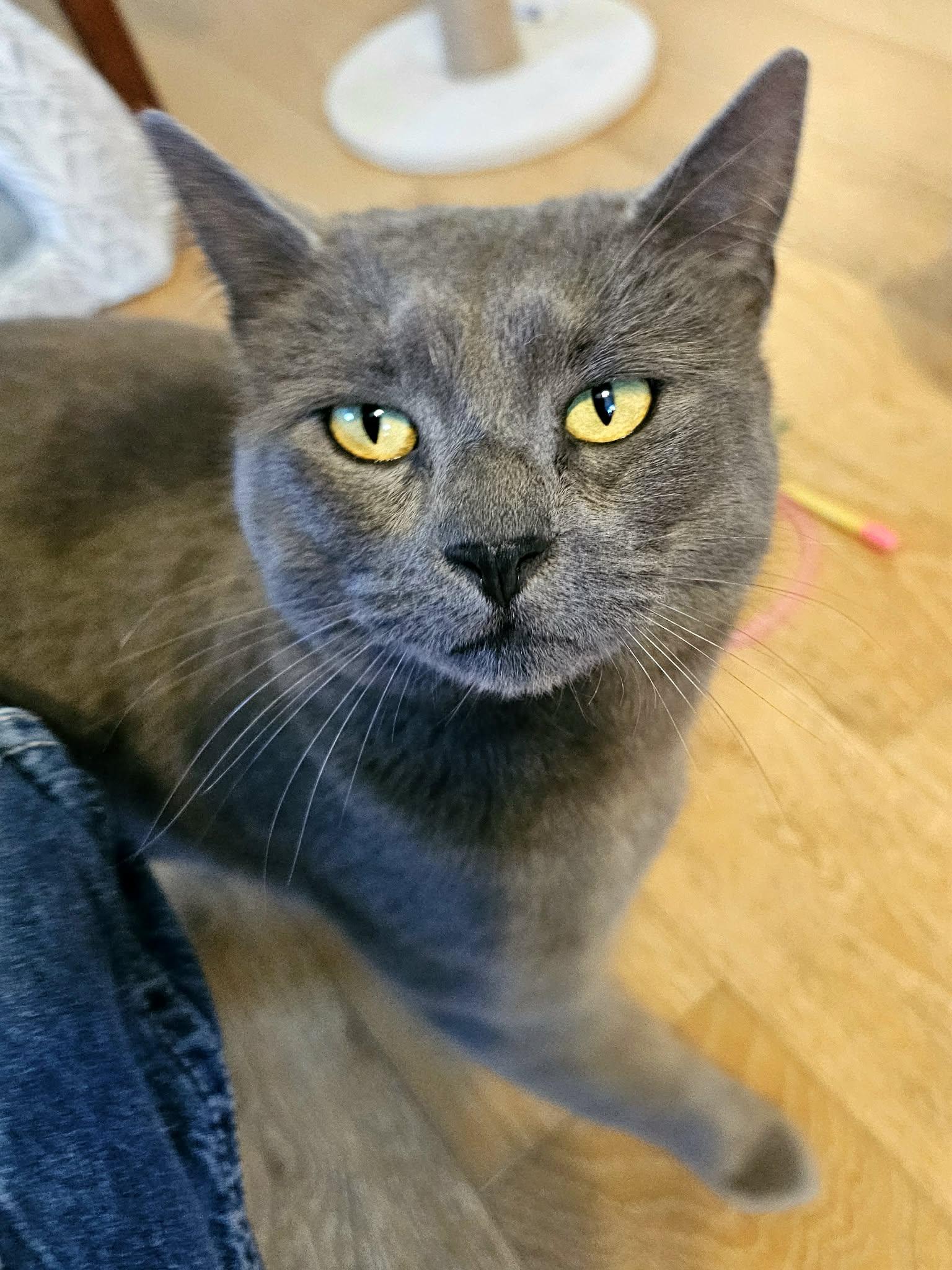 Violet, ADOPTABLE, Young Female Domestic Medium Hair.