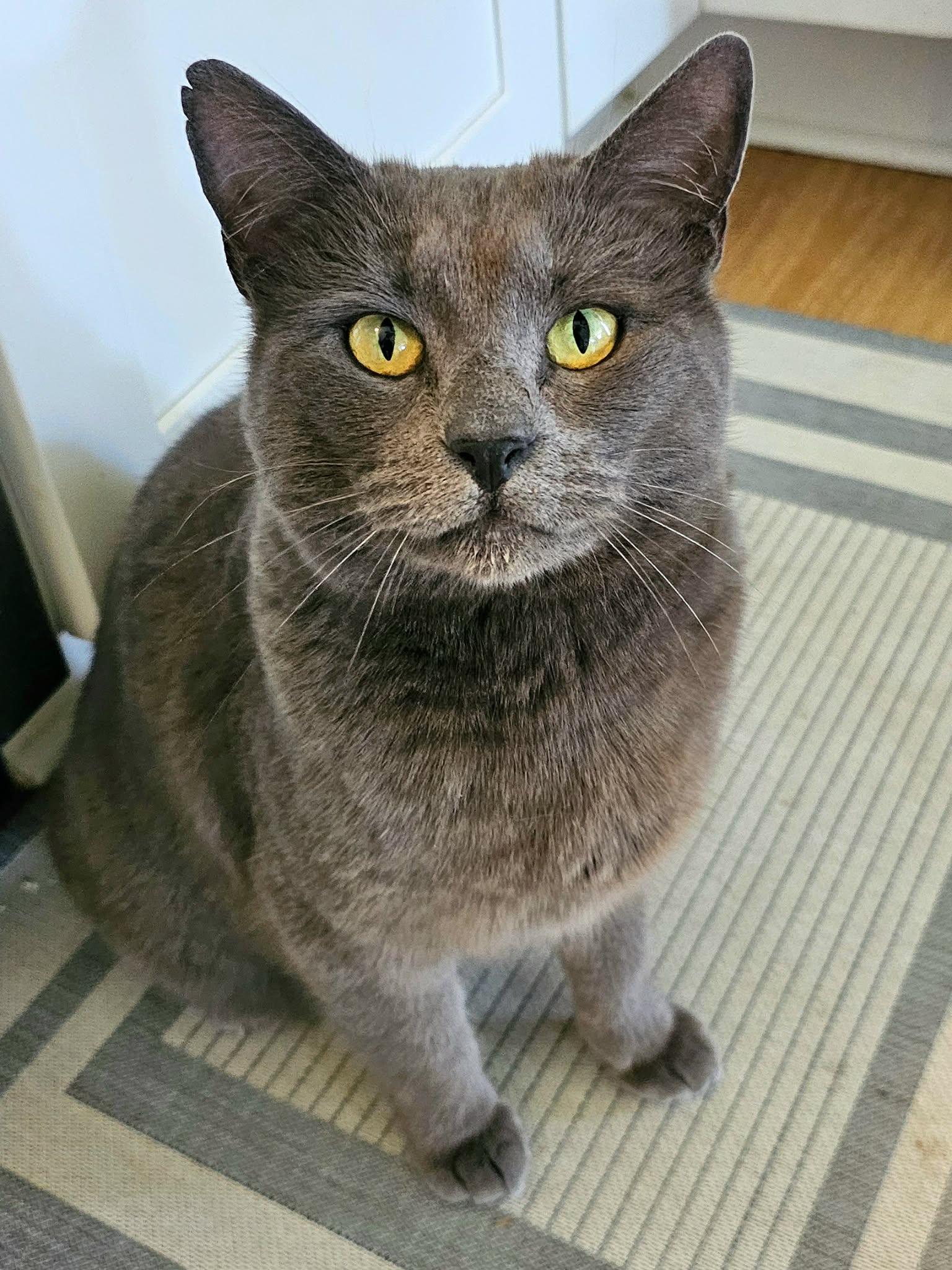 Enlarge Violet, a ADOPTABLE Domestic Medium Hair in McDonough, GA image 2/5