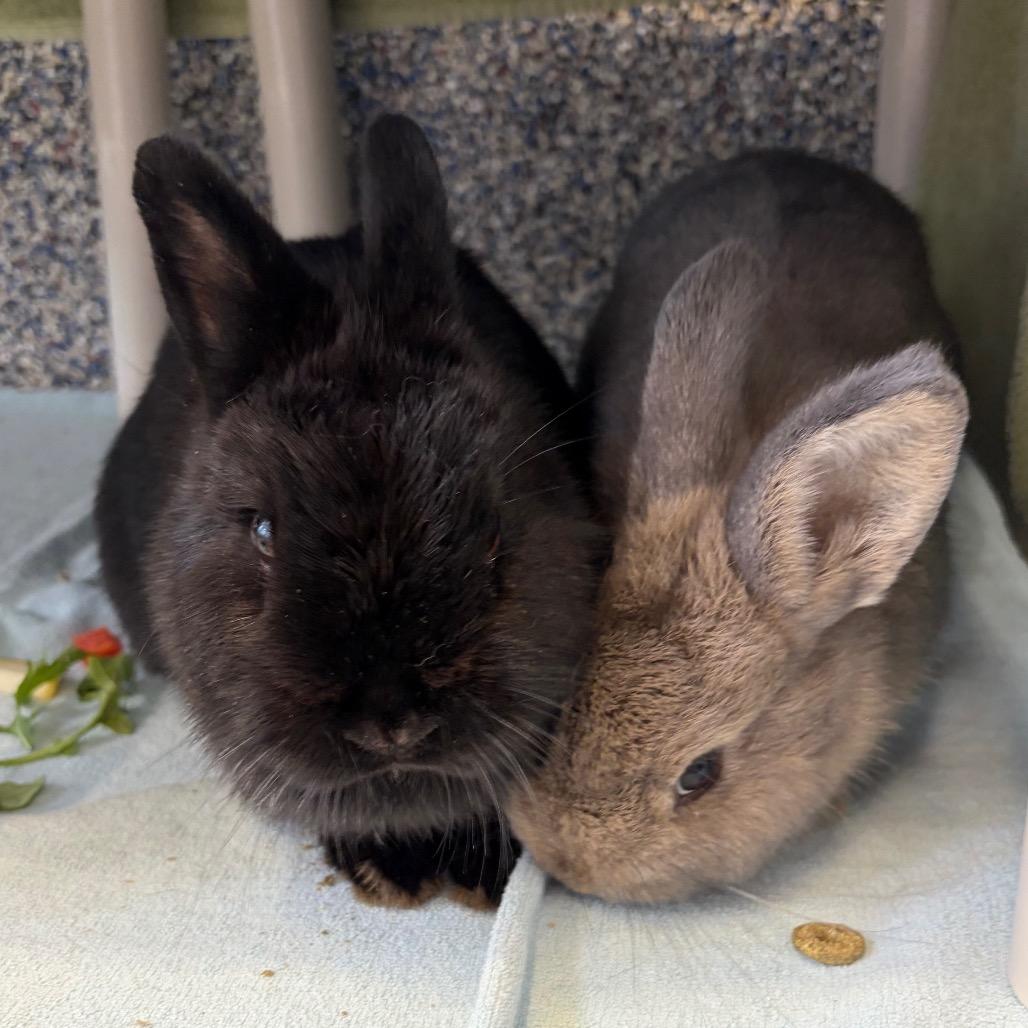 Bean, Adoptable, Adult Female Bunny Rabbit.