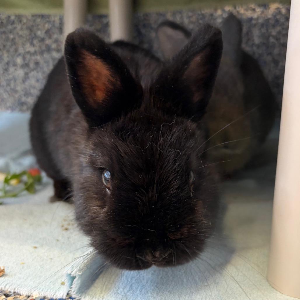 Enlarge Bean, a Adoptable Bunny Rabbit in Fairport, NY image 2/2