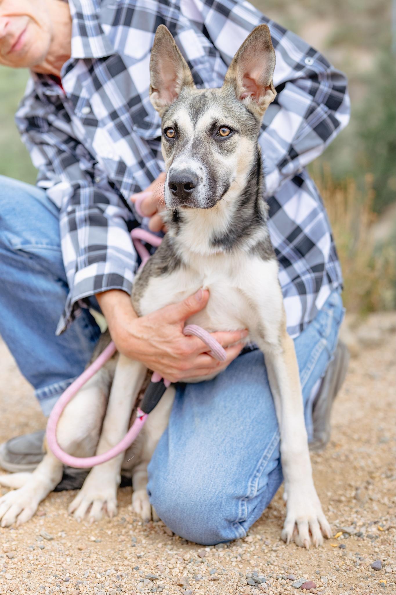 WILLOW, Adoptable, Young Female Husky.