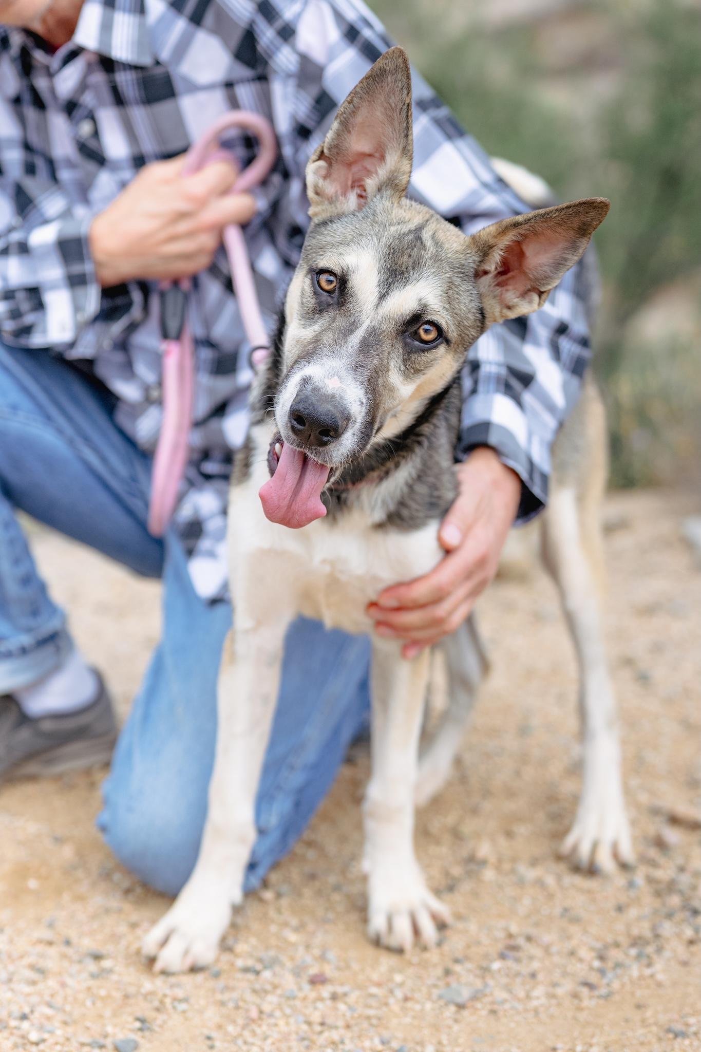 Enlarge WILLOW, a Adoptable Husky in Globe, AZ image 2/3