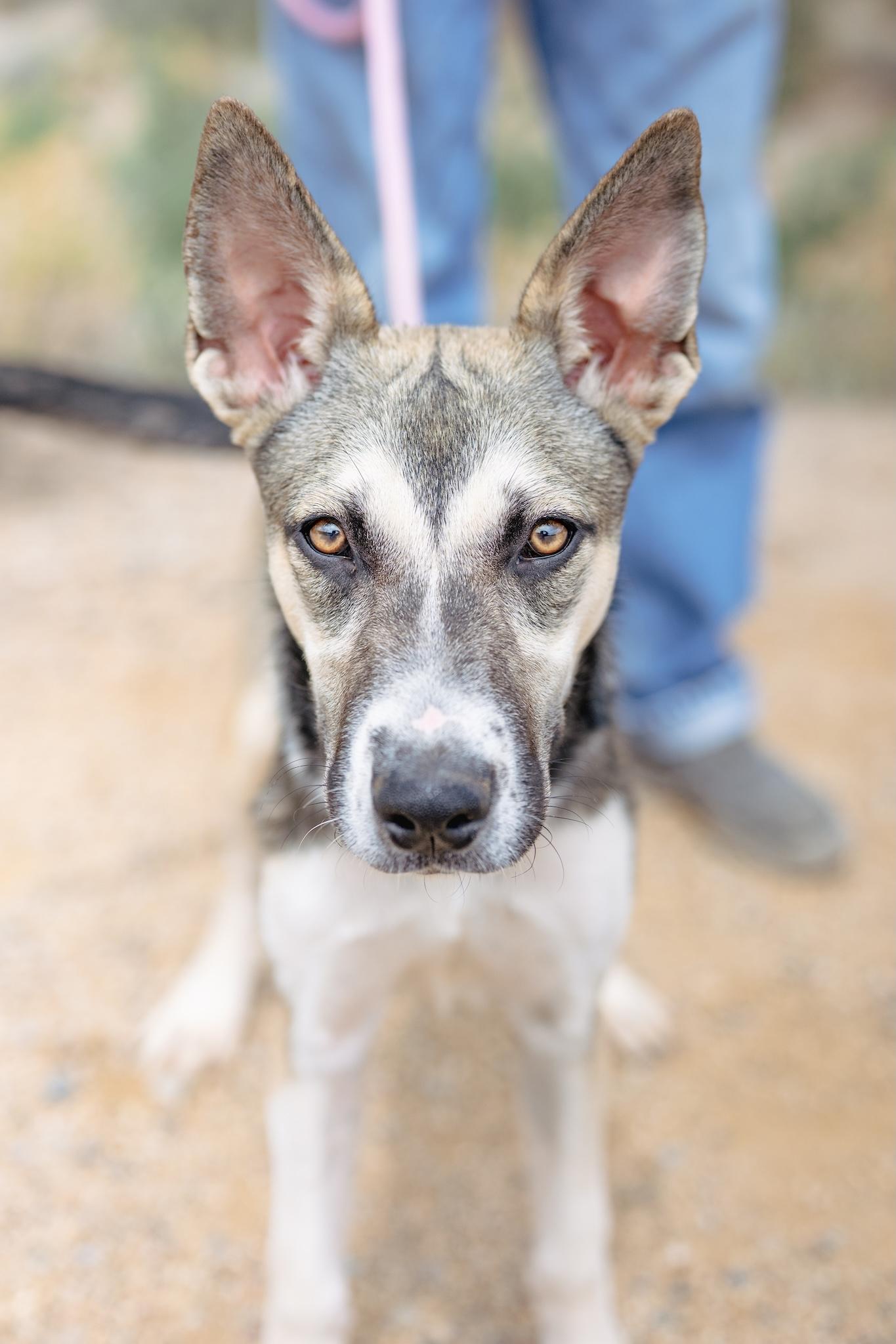Enlarge WILLOW, a Adoptable Husky in Globe, AZ image 3/3