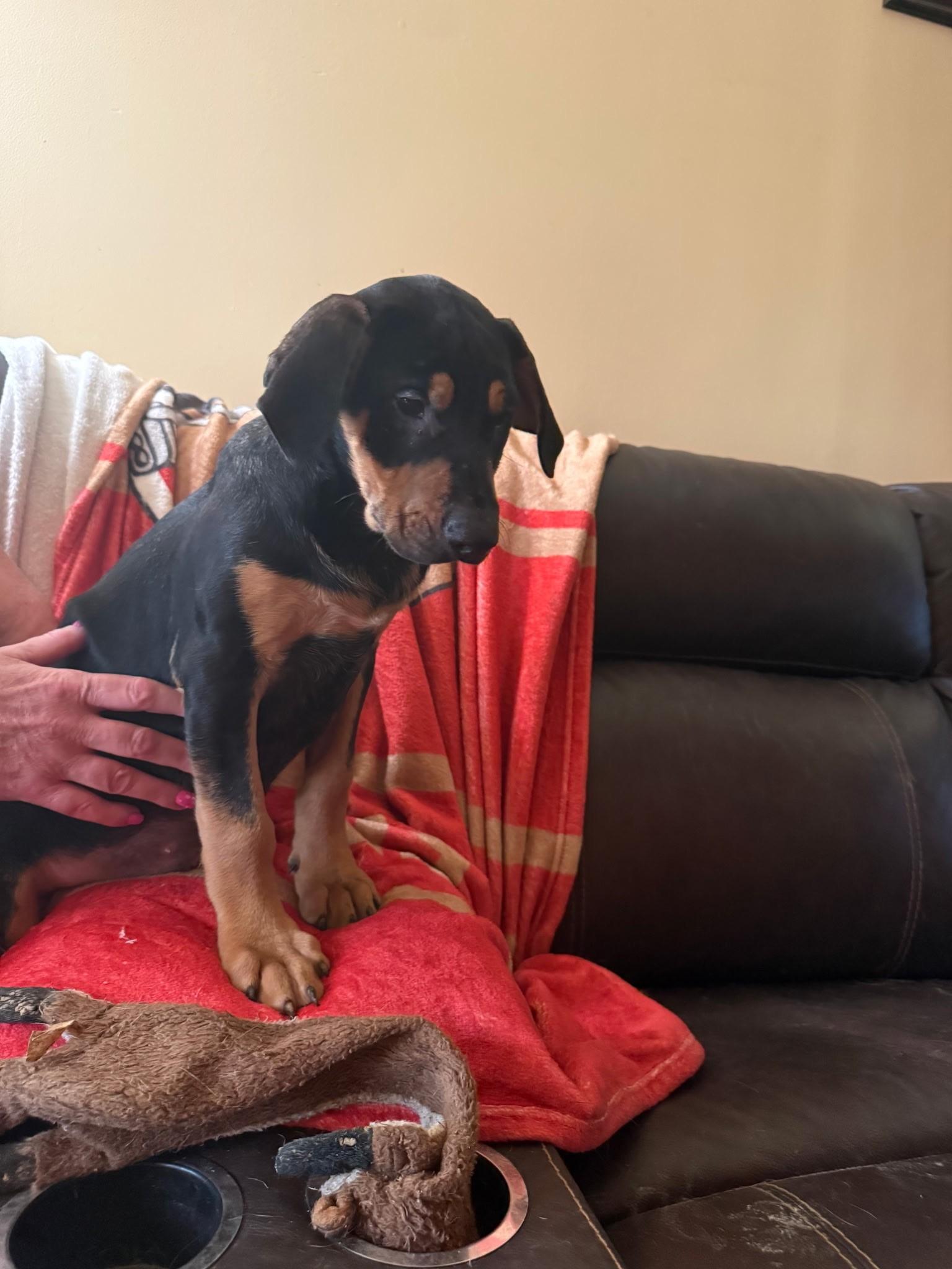 Enlarge Katherine (Amber-fostered in New England), a Adoptable mixed breed in Brooklyn, CT image 2/4
