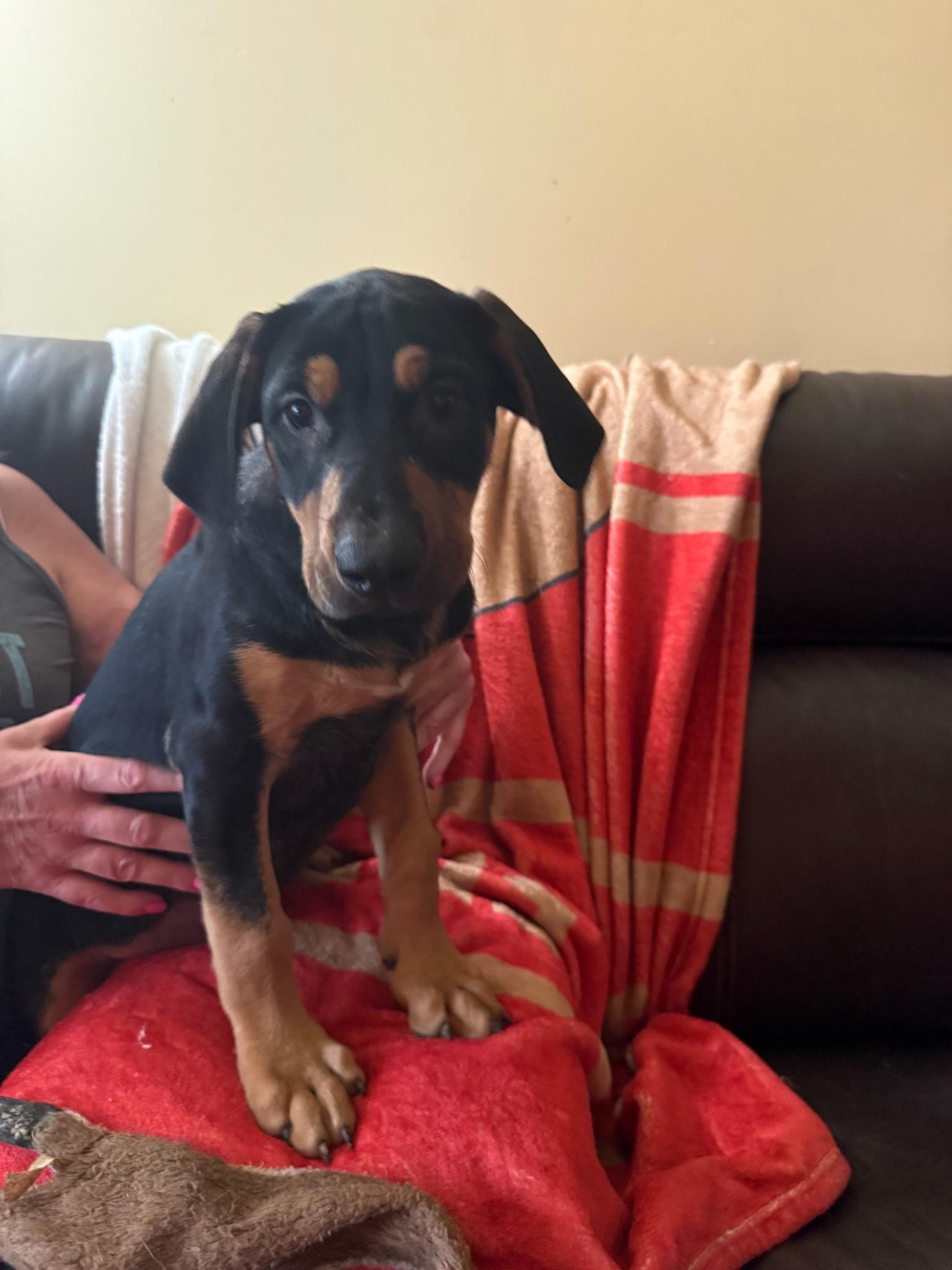Katherine (Amber-fostered in New England), Adoptable, Puppy Female Rottweiler & Hound.