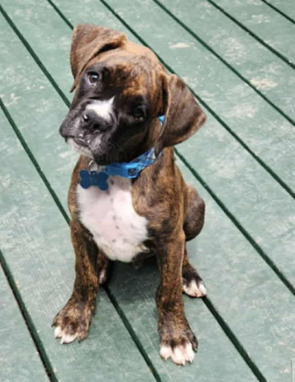 Bebe, Adopted, Young Male Boxer.