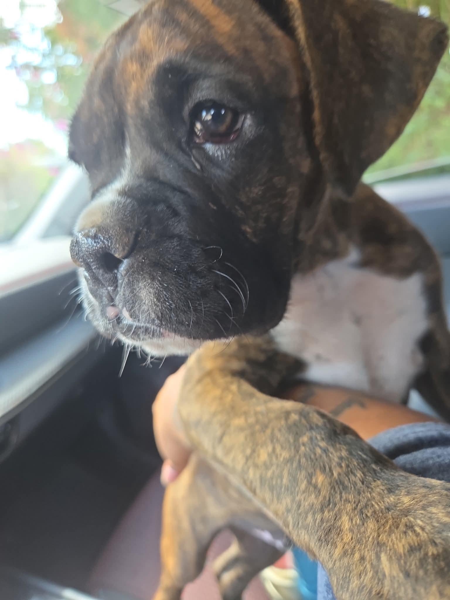 Bebe, a Adopted Boxer in Stanwood, WA image 2/2