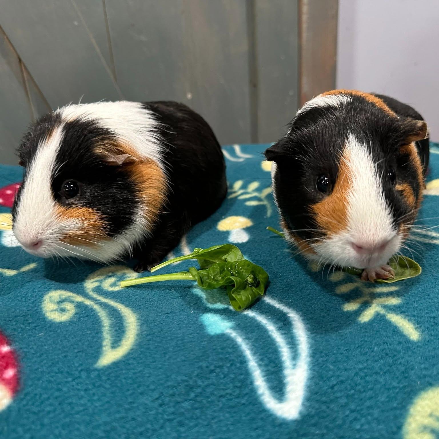 Enlarge Guinea Pig Bonded Pair 1, a Adoptable Guinea Pig in CHARLOTTE, NC image 1/1