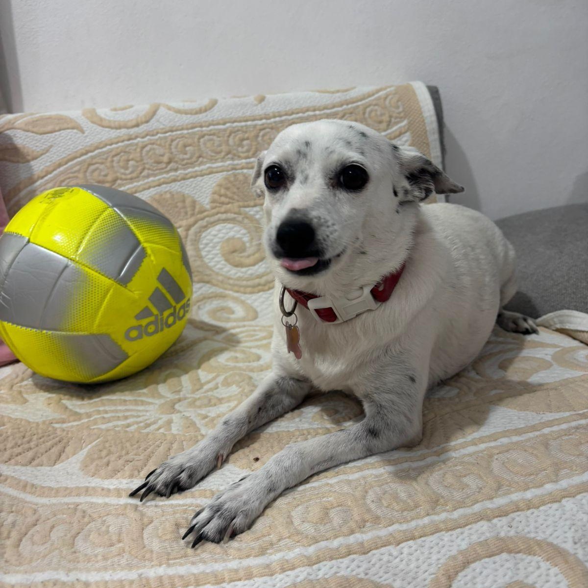 Enlarge Cocoa, an adopted mixed breed in nanaimo, BC image 2/3