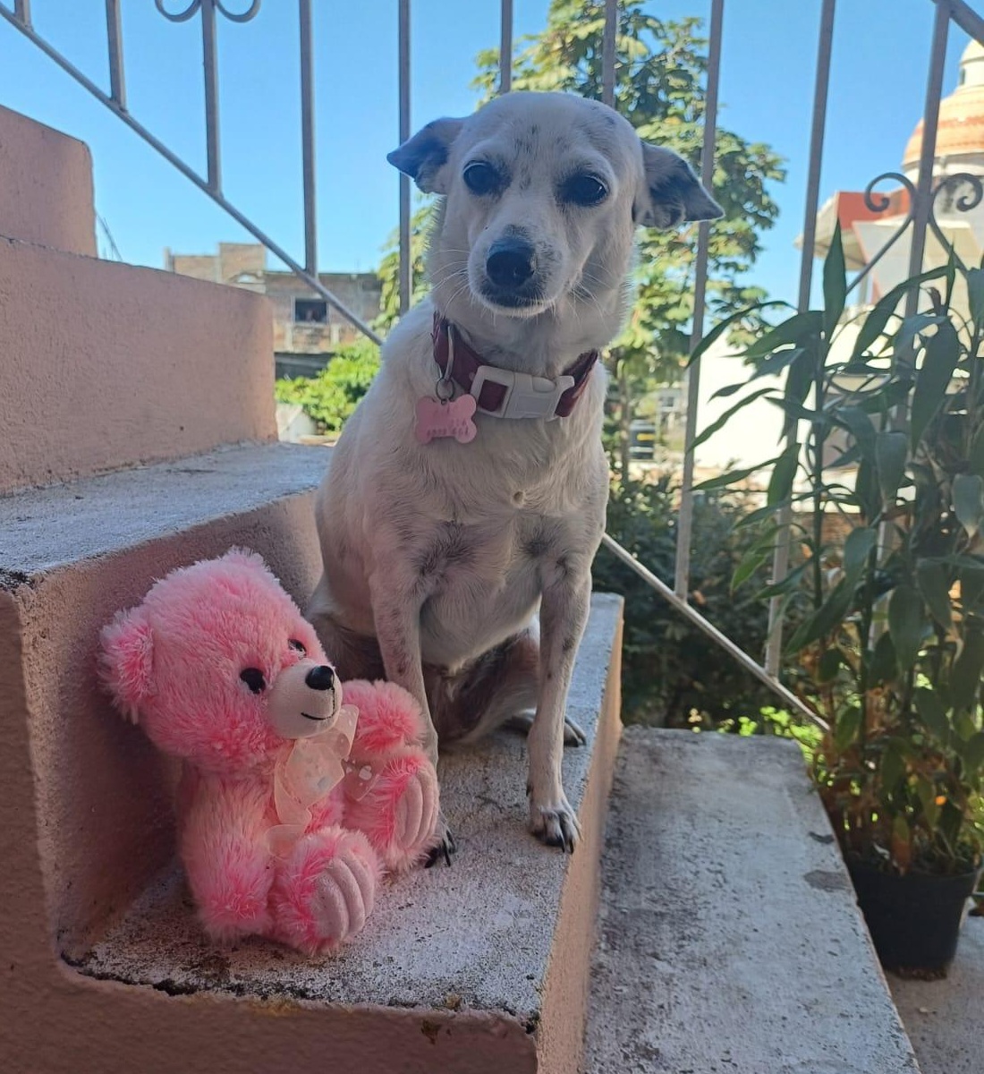 Cocoa, adopted, Adult Female Chihuahua & Terrier.