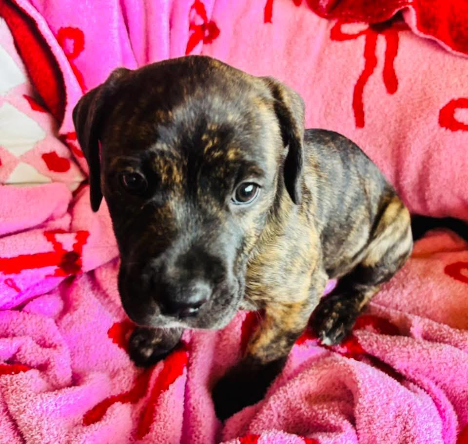 Enlarge Clay, a Adoptable mixed breed in Walker, LA image 2/4