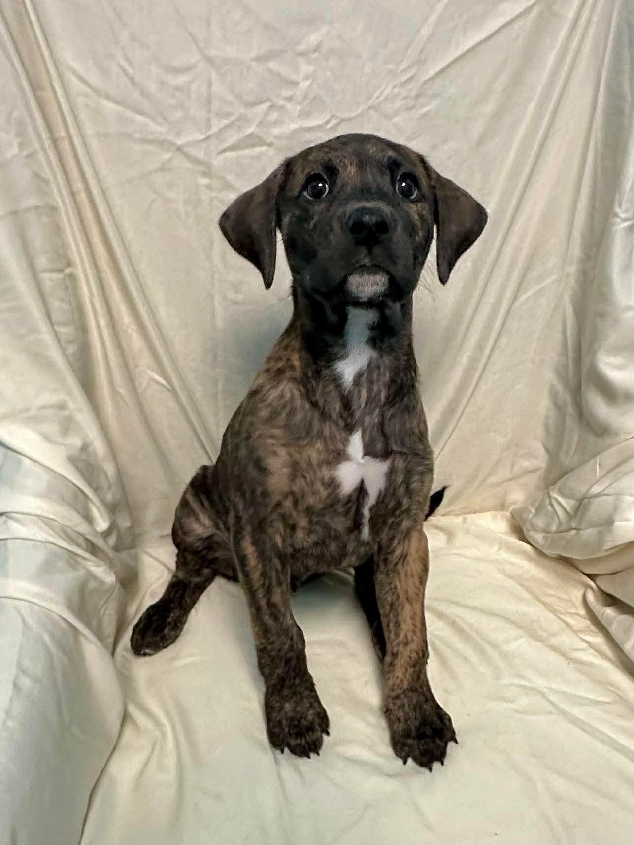 Enlarge Clay, a Adoptable mixed breed in Walker, LA image 1/4