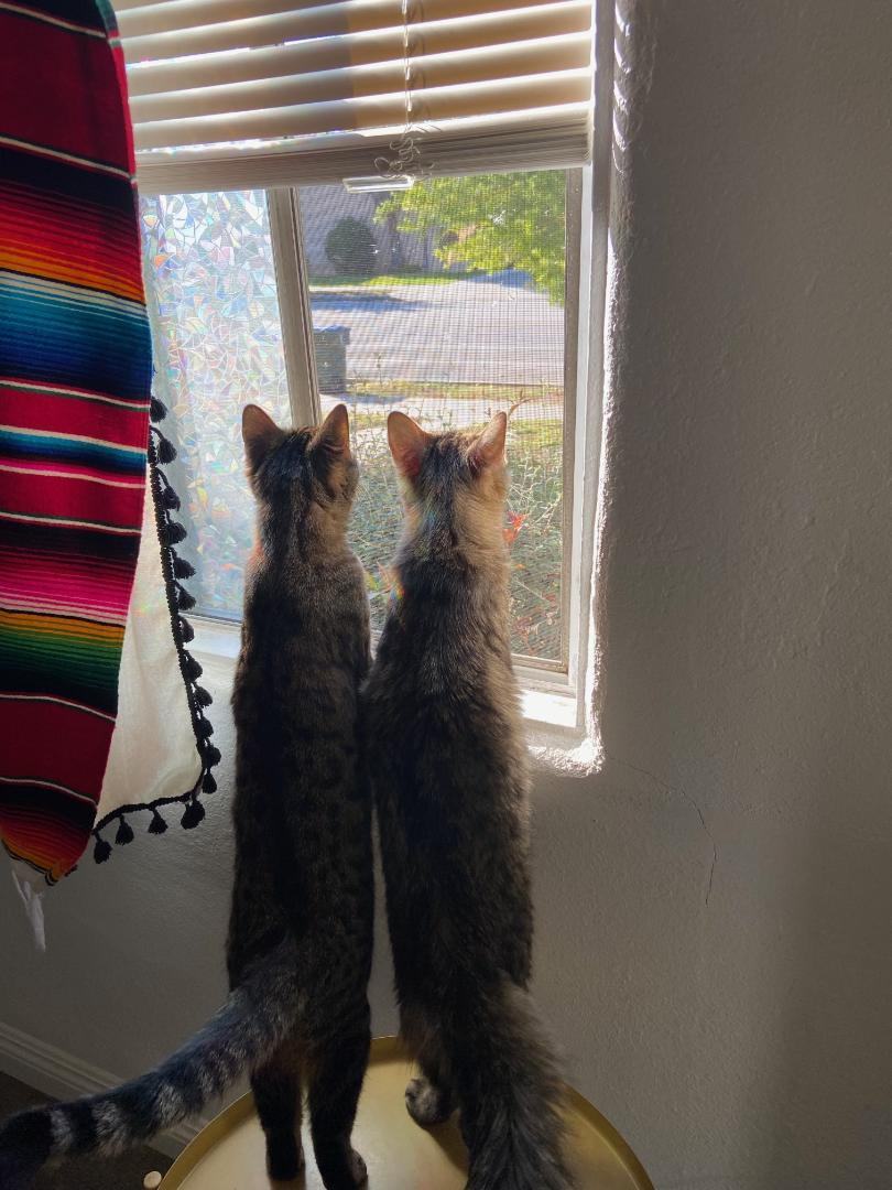 Bella and Amor, Adopted, Kitten Female Domestic Medium Hair & Domestic Short Hair.