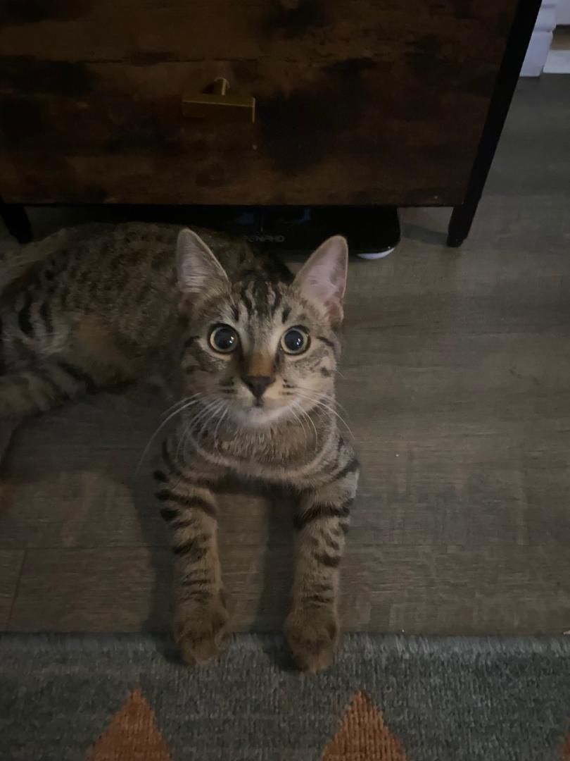 Enlarge Bella and Amor, a Adopted mixed breed in Berkeley, CA image 4/5