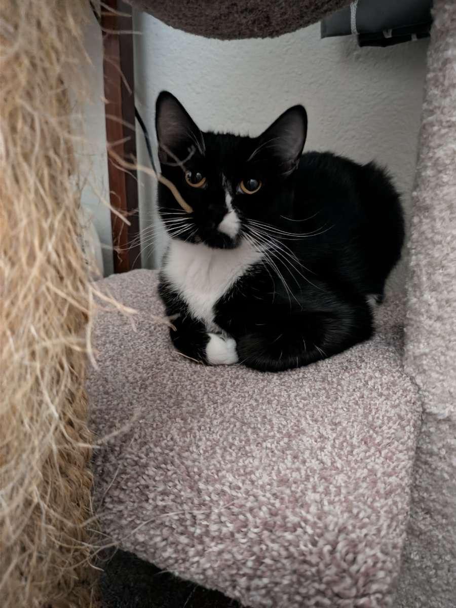 Kendall, ADOPTABLE, Young Female Domestic Short Hair.