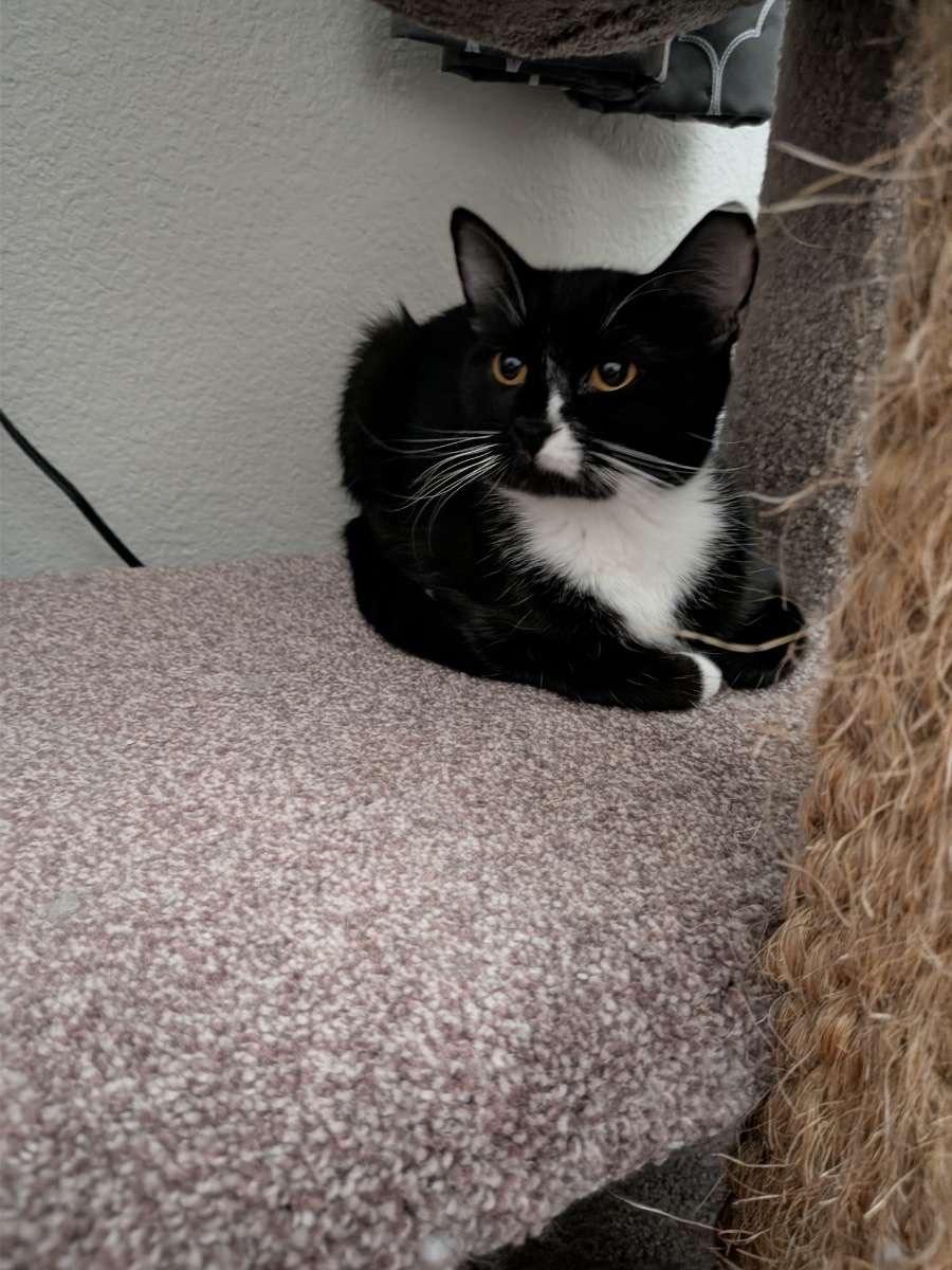 Enlarge Kendall, a ADOPTABLE Domestic Short Hair in Denver, CO image 2/2