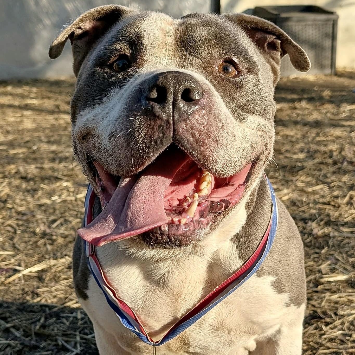 Enlarge Bluto, a ADOPTABLE Pit Bull Terrier in Chicago, IL image 1/4