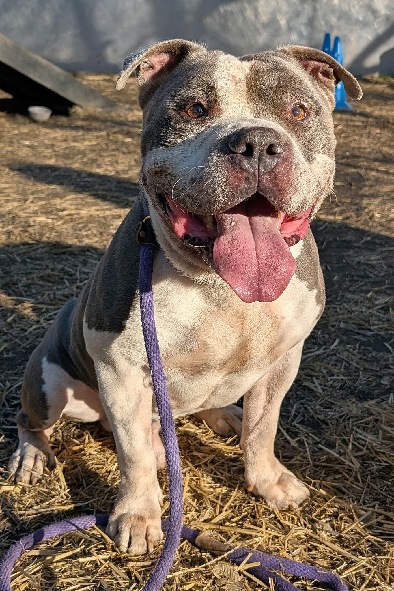 Enlarge Bluto, a ADOPTABLE Pit Bull Terrier in Chicago, IL image 2/4