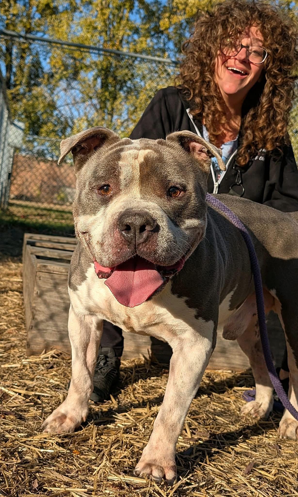 Enlarge Bluto, a ADOPTABLE Pit Bull Terrier in Chicago, IL image 3/4