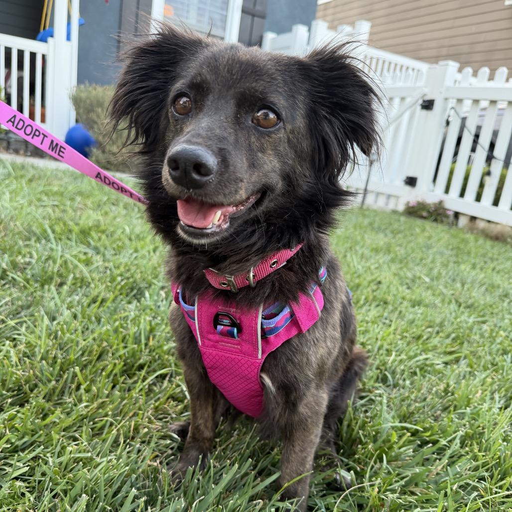 Cali, Adoptable, Adult Female Papillon & Mixed Breed.