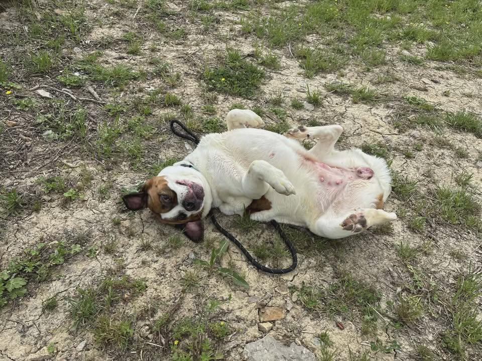 Enlarge Nana, a ADOPTABLE mixed breed in Shepherdsville, KY image 5/5