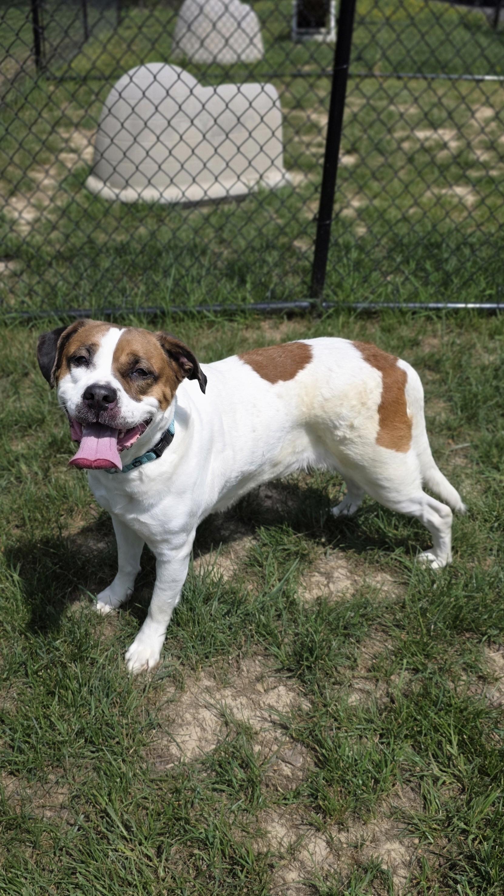 Enlarge Nana, a ADOPTABLE mixed breed in Shepherdsville, KY image 3/5